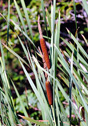 Typha latifolia